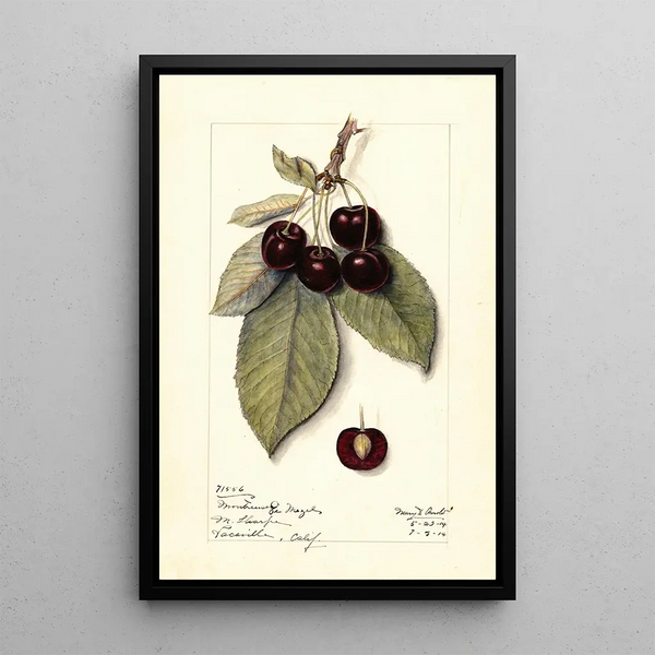 Prunus avium Montmorency de Mezel - Mary Daisy Arnold — framed artwork on a wall