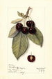 Prunus avium Montmorency de Mezel - Mary Daisy Arnold — artwork view