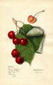 Prunus avium Reine Hortense - Mary Daisy Arnold | Painting — artwork view