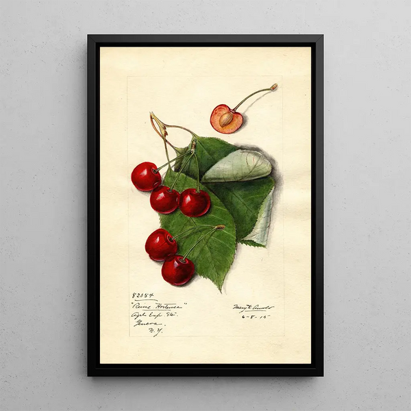 Prunus avium Reine Hortense - Mary Daisy Arnold | Painting — framed artwork on a wall