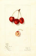 Prunus avium Roe - Mary Daisy Arnold | Painting — artwork view