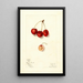 Prunus avium Roe - Mary Daisy Arnold | Painting — framed artwork on a wall