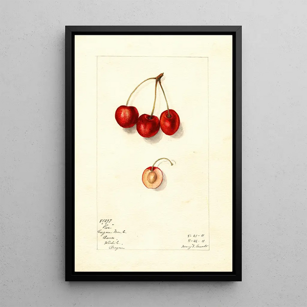 Prunus avium Roe - Mary Daisy Arnold | Painting — framed artwork on a wall