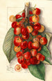 Prunus avium Royal Anne - Mary Daisy Arnold — artwork view