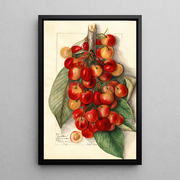 Prunus avium Royal Anne - Mary Daisy Arnold — framed artwork on a wall