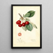 Prunus avium Royal Duke - Mary Daisy Arnold — framed artwork on a wall