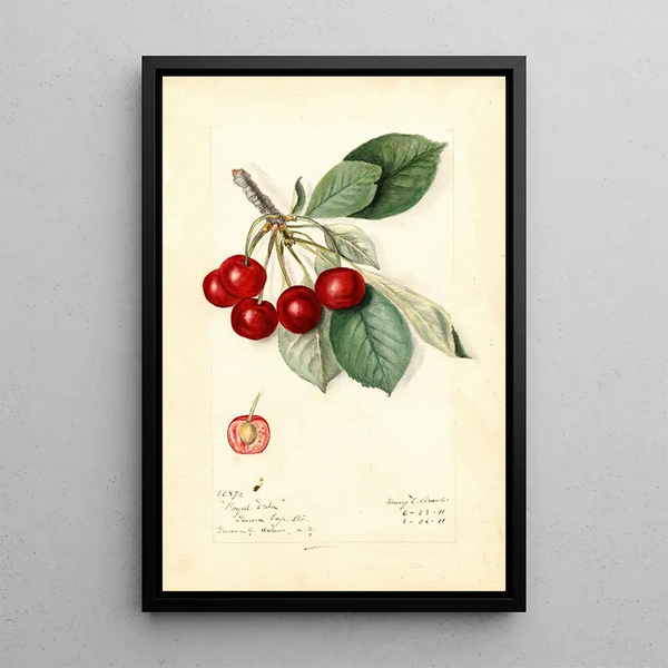 Prunus avium Royal Duke - Mary Daisy Arnold — framed artwork on a wall