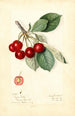Prunus avium Royal Duke - Mary Daisy Arnold — artwork view