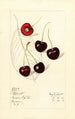 Prunus avium Schmidt - Mary Daisy Arnold | Painting — artwork view