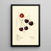 Prunus avium Schmidt - Mary Daisy Arnold | Painting — framed artwork on a wall
