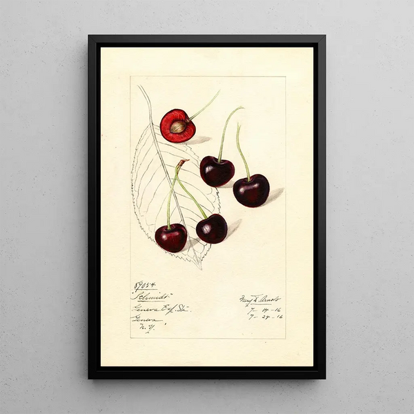Prunus avium Schmidt - Mary Daisy Arnold | Painting — framed artwork on a wall
