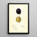 Prunus domestica Earliana - Mary Daisy Arnold — framed artwork on a wall