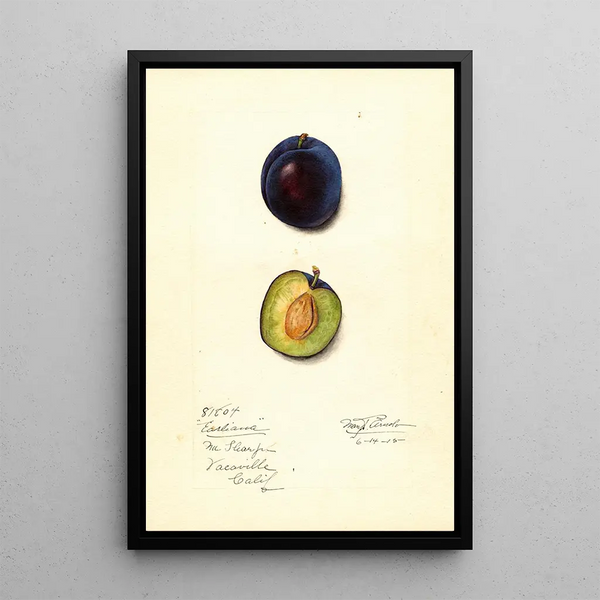 Prunus domestica Earliana - Mary Daisy Arnold — framed artwork on a wall
