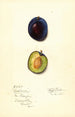 Prunus domestica Earliana - Mary Daisy Arnold — artwork view