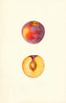 Prunus domestica Farmosa - Mary Daisy Arnold — artwork view