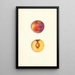 Prunus domestica Farmosa - Mary Daisy Arnold — framed artwork on a wall