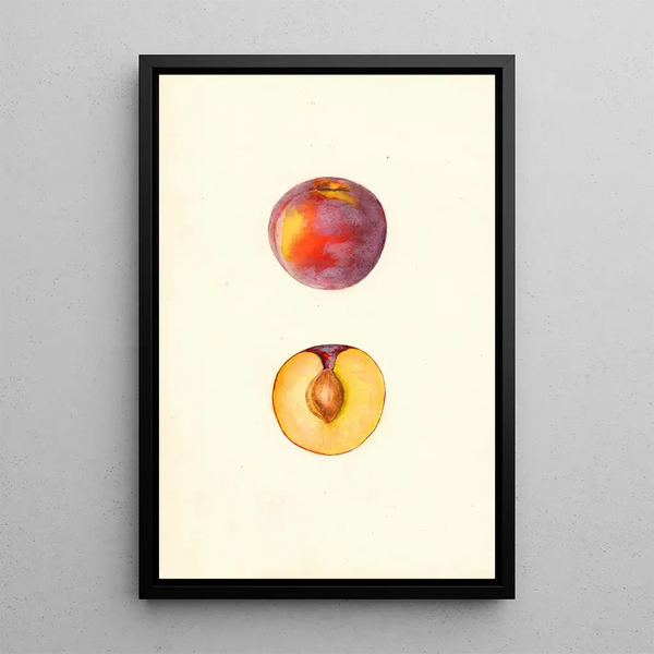 Prunus domestica Farmosa - Mary Daisy Arnold — framed artwork on a wall