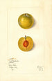 Prunus domestica Kelbolan - Mary Daisy Arnold — artwork view