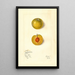 Prunus domestica Kelbolan - Mary Daisy Arnold — framed artwork on a wall