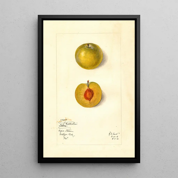 Prunus domestica Kelbolan - Mary Daisy Arnold — framed artwork on a wall