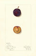 Prunus domestica Toka - Mary Daisy Arnold — artwork view