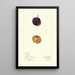 Prunus domestica Toka - Mary Daisy Arnold — framed artwork on a wall
