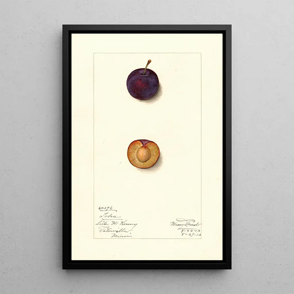 Prunus domestica Toka - Mary Daisy Arnold — framed artwork on a wall