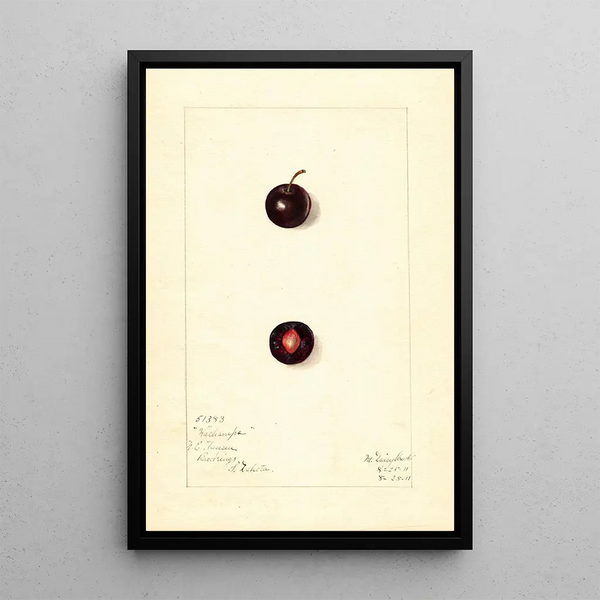 Prunus domestica Wachampa - Mary Daisy Arnold | Painting — framed artwork on a wall