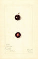 Prunus domestica Wachampa - Mary Daisy Arnold | Painting — artwork view