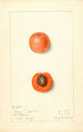 Prunus mume Barry - Mary Daisy Arnold — artwork view