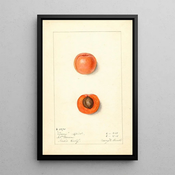 Prunus mume Barry - Mary Daisy Arnold — framed artwork on a wall
