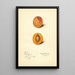 Prunus mume Schologi - Mary Daisy Arnold — framed artwork on a wall