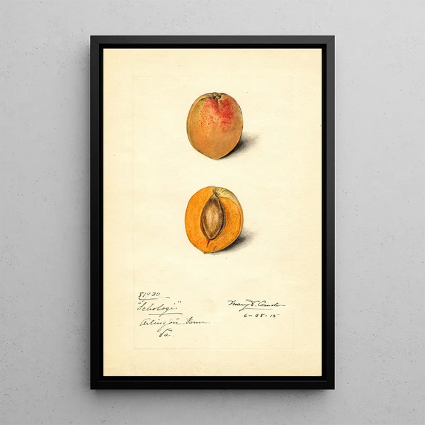 Prunus mume Schologi - Mary Daisy Arnold — framed artwork on a wall