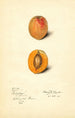 Prunus mume Schologi - Mary Daisy Arnold — artwork view