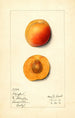 Prunus mume Stanford - Mary Daisy Arnold — artwork view
