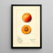 Prunus mume Stanford - Mary Daisy Arnold — framed artwork on a wall
