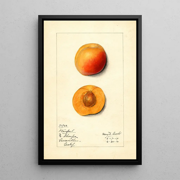 Prunus mume Stanford - Mary Daisy Arnold — framed artwork on a wall