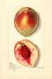 Prunus persica Baston - Mary Daisy Arnold — artwork view
