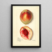 Prunus persica Baston - Mary Daisy Arnold — framed artwork on a wall