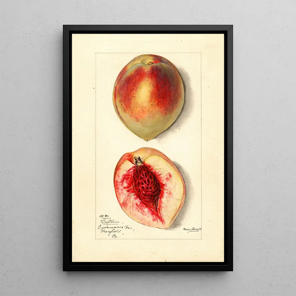 Prunus persica Baston - Mary Daisy Arnold — framed artwork on a wall