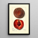Prunus persica Bloomington - Mary Daisy Arnold — framed artwork on a wall