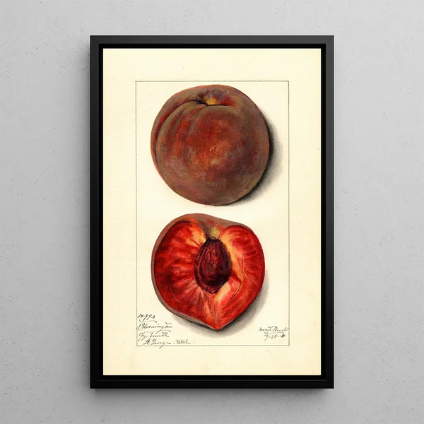 Prunus persica Bloomington - Mary Daisy Arnold — framed artwork on a wall