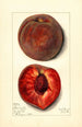 Prunus persica Bloomington - Mary Daisy Arnold — artwork view