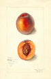 Prunus persica Dewey - Mary Daisy Arnold — artwork view