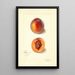 Prunus persica Dewey - Mary Daisy Arnold — framed artwork on a wall