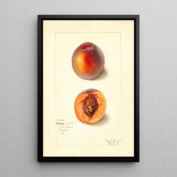 Prunus persica Dewey - Mary Daisy Arnold — framed artwork on a wall