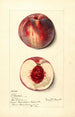 Prunus persica Illinois - Mary Daisy Arnold — artwork view