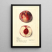 Prunus persica Illinois - Mary Daisy Arnold — framed artwork on a wall