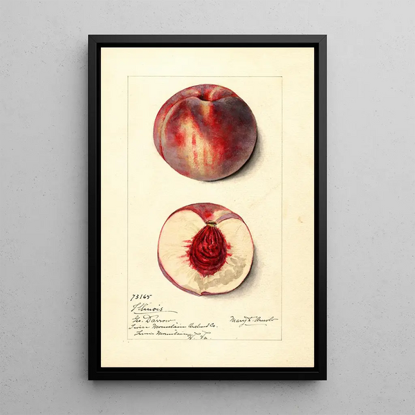 Prunus persica Illinois - Mary Daisy Arnold — framed artwork on a wall