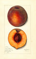 Prunus persica Masons Orange - Mary Daisy Arnold — artwork view